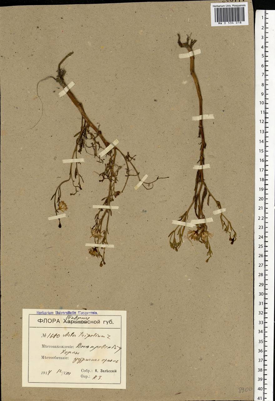 Tripolium pannonicum (Jacq.) Dobrocz., Eastern Europe, South Ukrainian region (E12) (Ukraine)