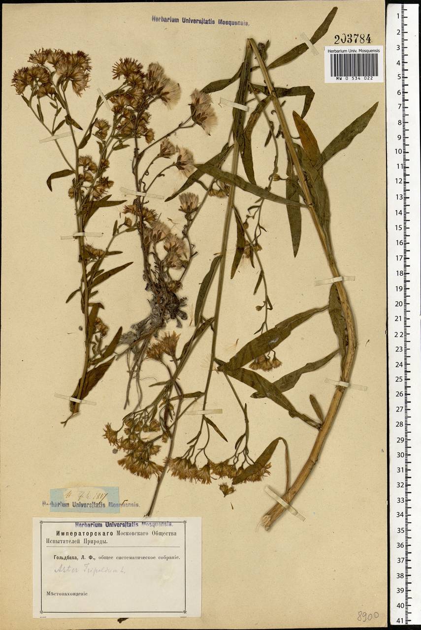 Tripolium pannonicum (Jacq.) Dobrocz., Eastern Europe, Rostov Oblast (E12a) (Russia)