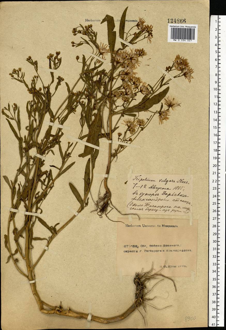 Tripolium pannonicum (Jacq.) Dobrocz., Eastern Europe, Rostov Oblast (E12a) (Russia)