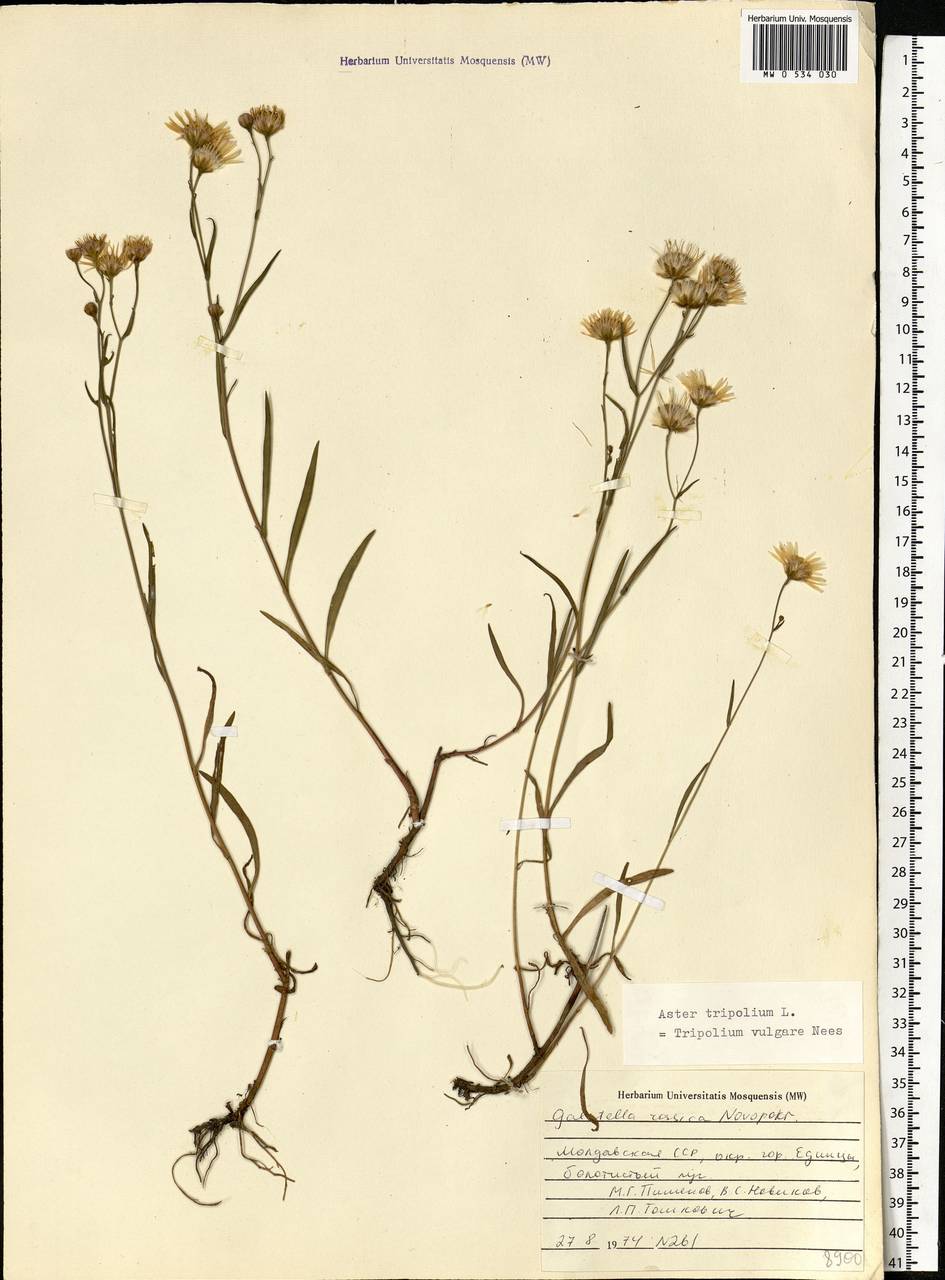 Tripolium pannonicum (Jacq.) Dobrocz., Eastern Europe, Moldova (E13a) (Moldova)
