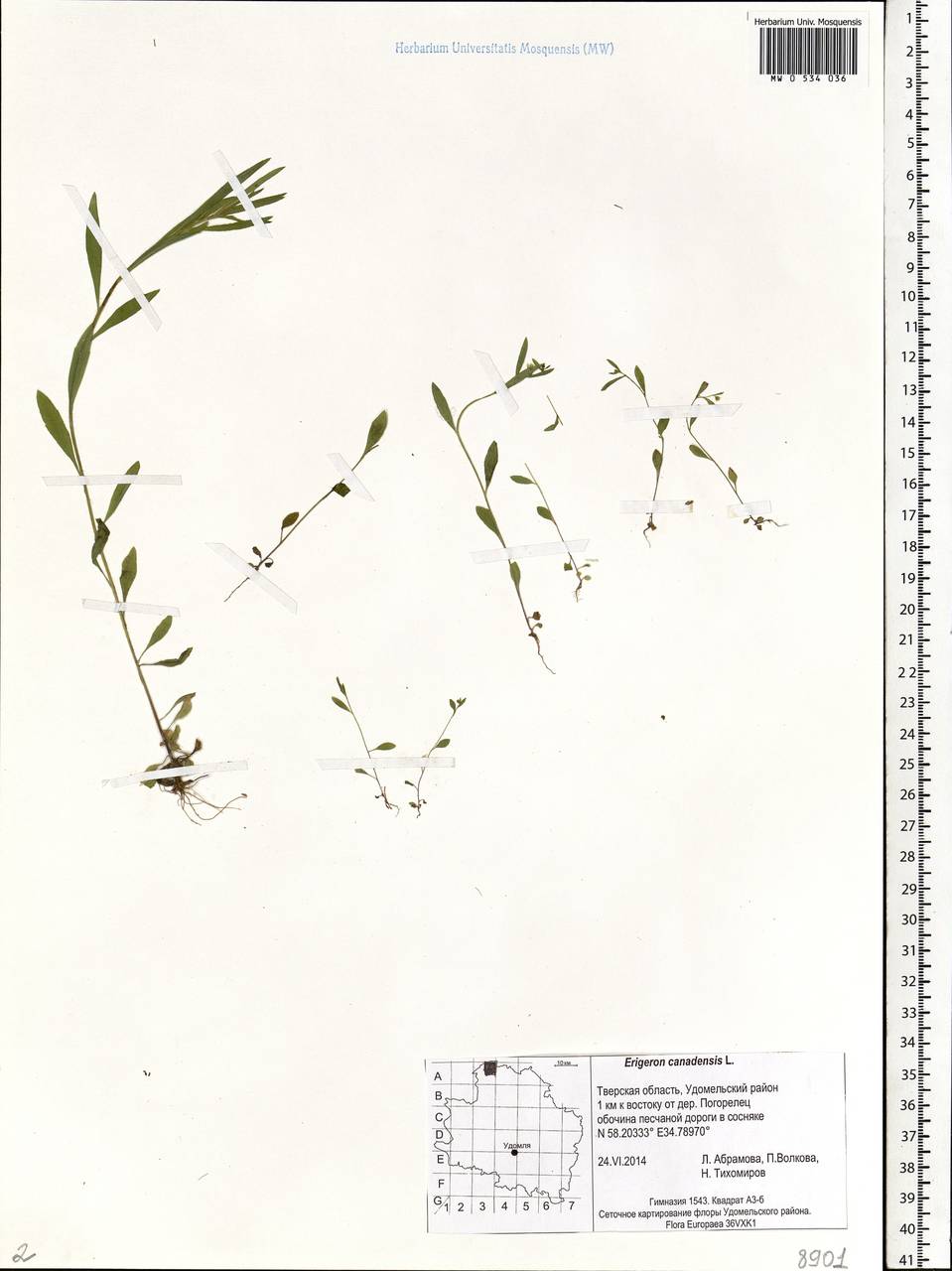 Erigeron canadensis L., Eastern Europe, North-Western region (E2) (Russia)