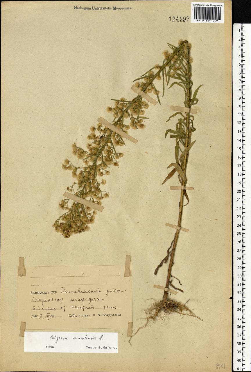 Erigeron canadensis L., Eastern Europe, Belarus (E3a) (Belarus)