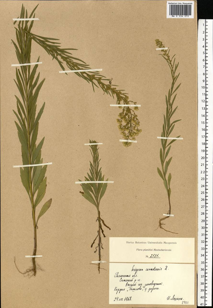 Erigeron canadensis L., Eastern Europe, Central region (E4) (Russia)