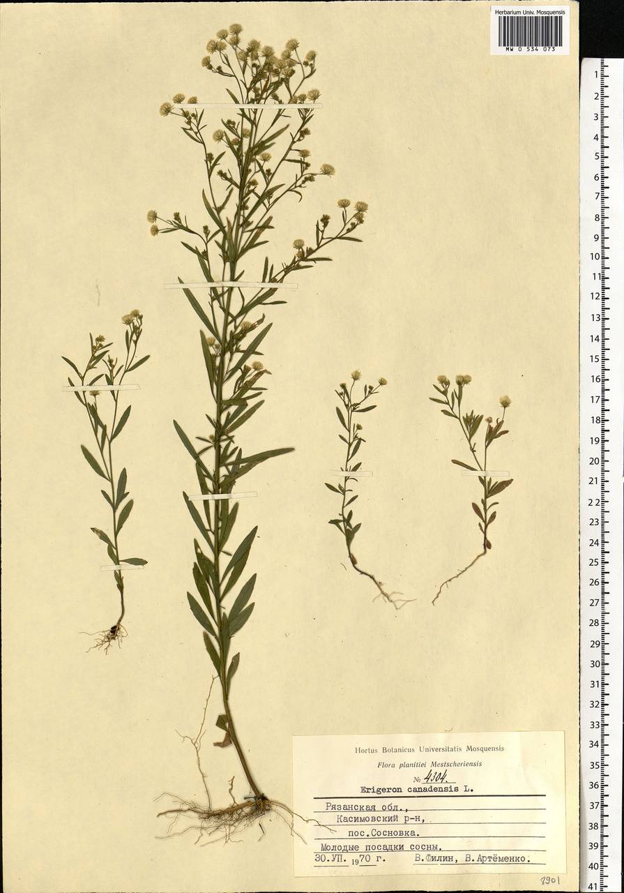 Erigeron canadensis L., Eastern Europe, Central region (E4) (Russia)