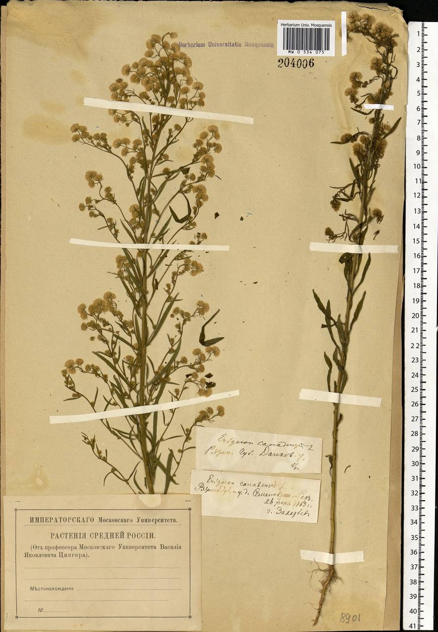 Erigeron canadensis L., Eastern Europe, Central forest-and-steppe region (E6) (Russia)