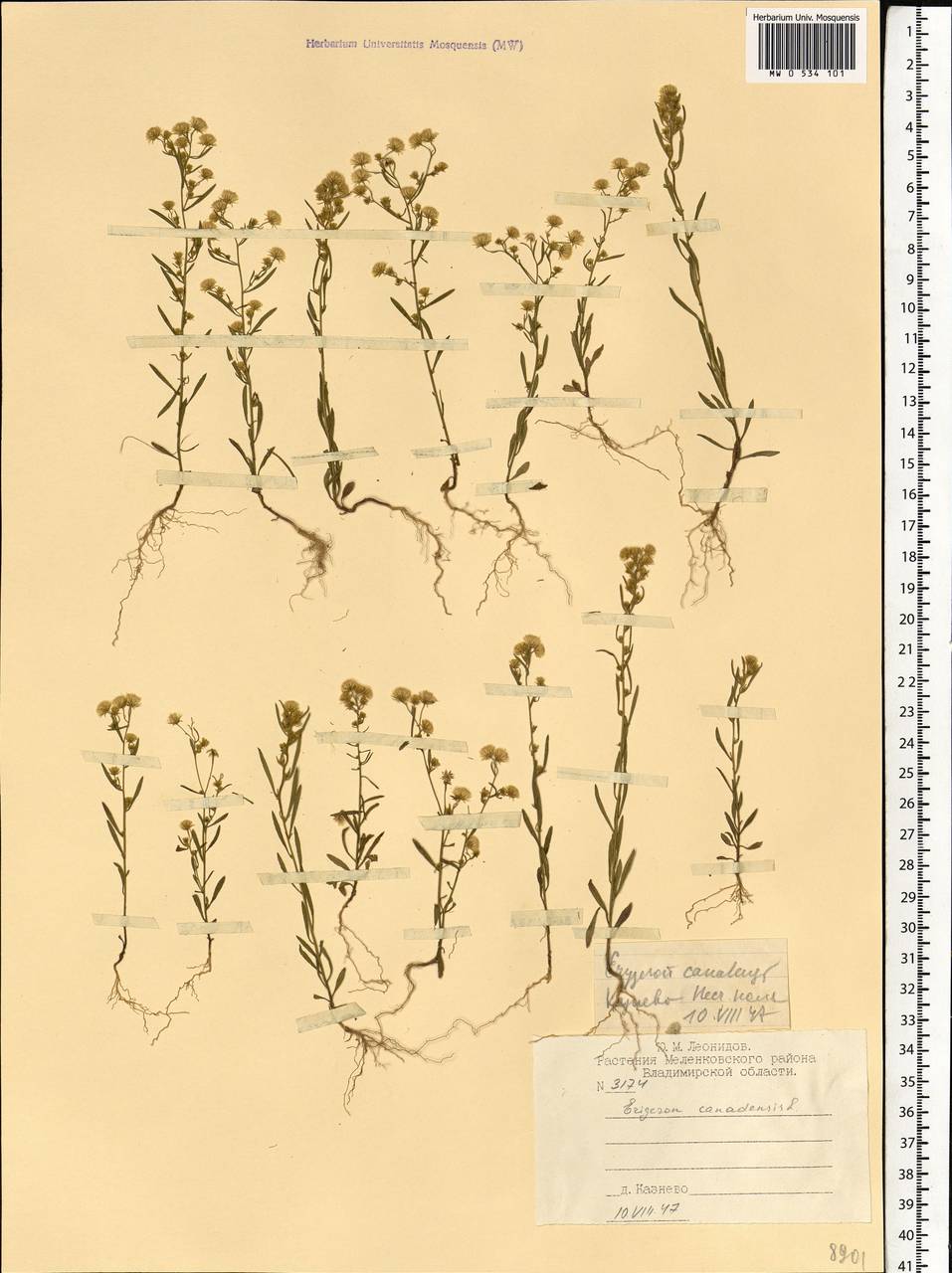 Erigeron canadensis L., Eastern Europe, Central region (E4) (Russia)