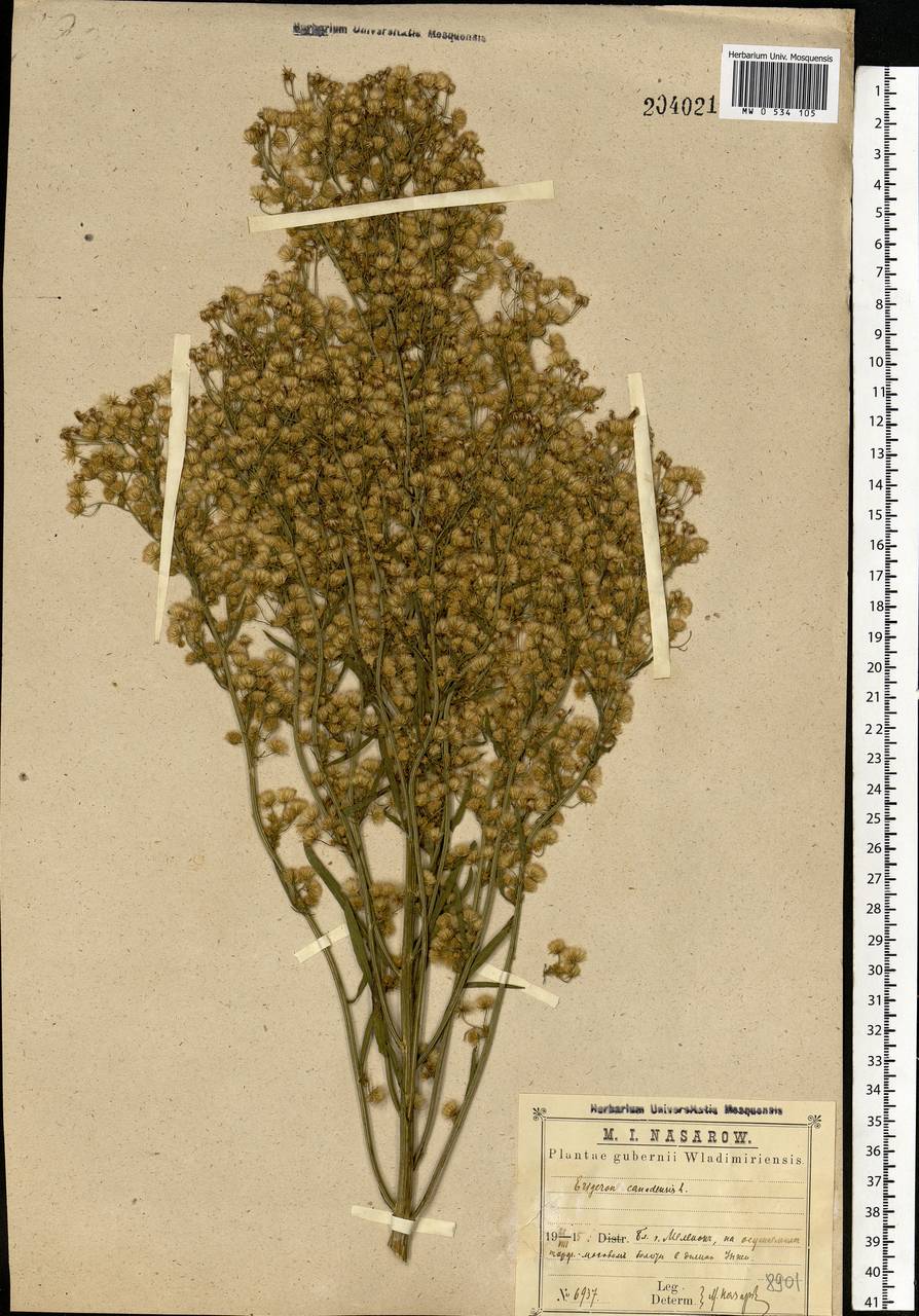 Erigeron canadensis L., Eastern Europe, Central region (E4) (Russia)