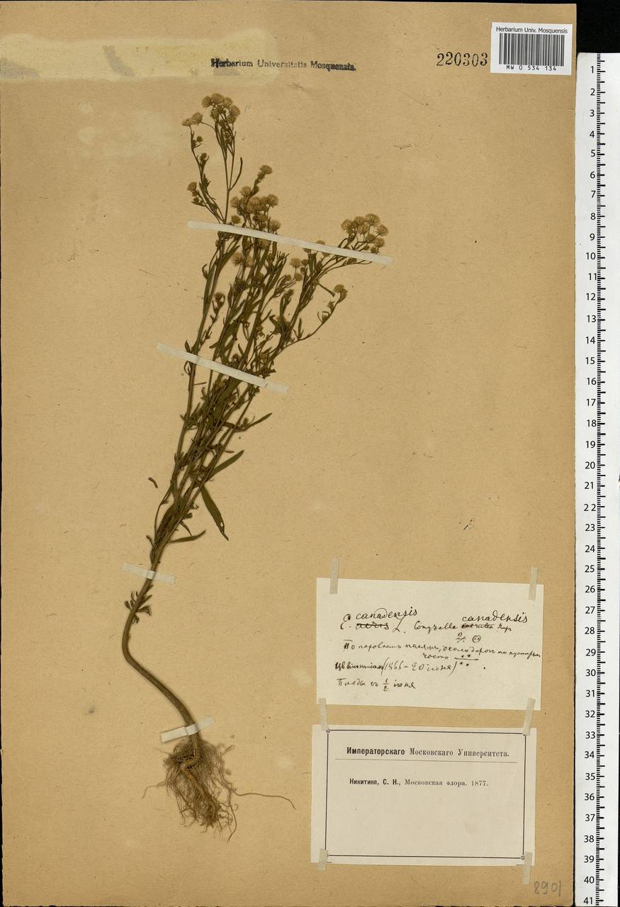 Erigeron canadensis L., Eastern Europe, Moscow region (E4a) (Russia)