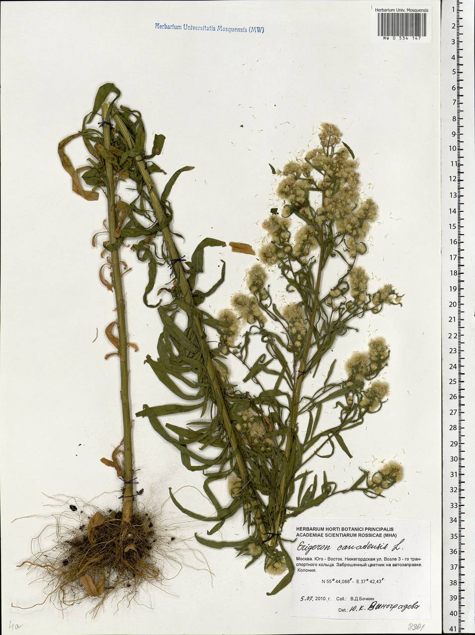 Erigeron canadensis L., Eastern Europe, Moscow region (E4a) (Russia)