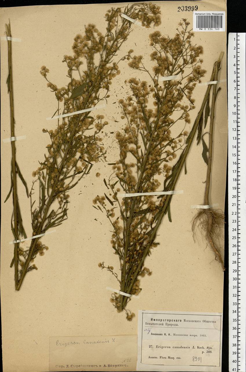 Erigeron canadensis L., Eastern Europe, Moscow region (E4a) (Russia)