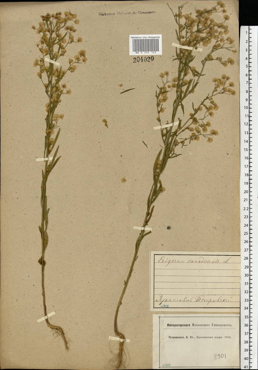 Erigeron canadensis L., Eastern Europe, Central forest region (E5) (Russia)