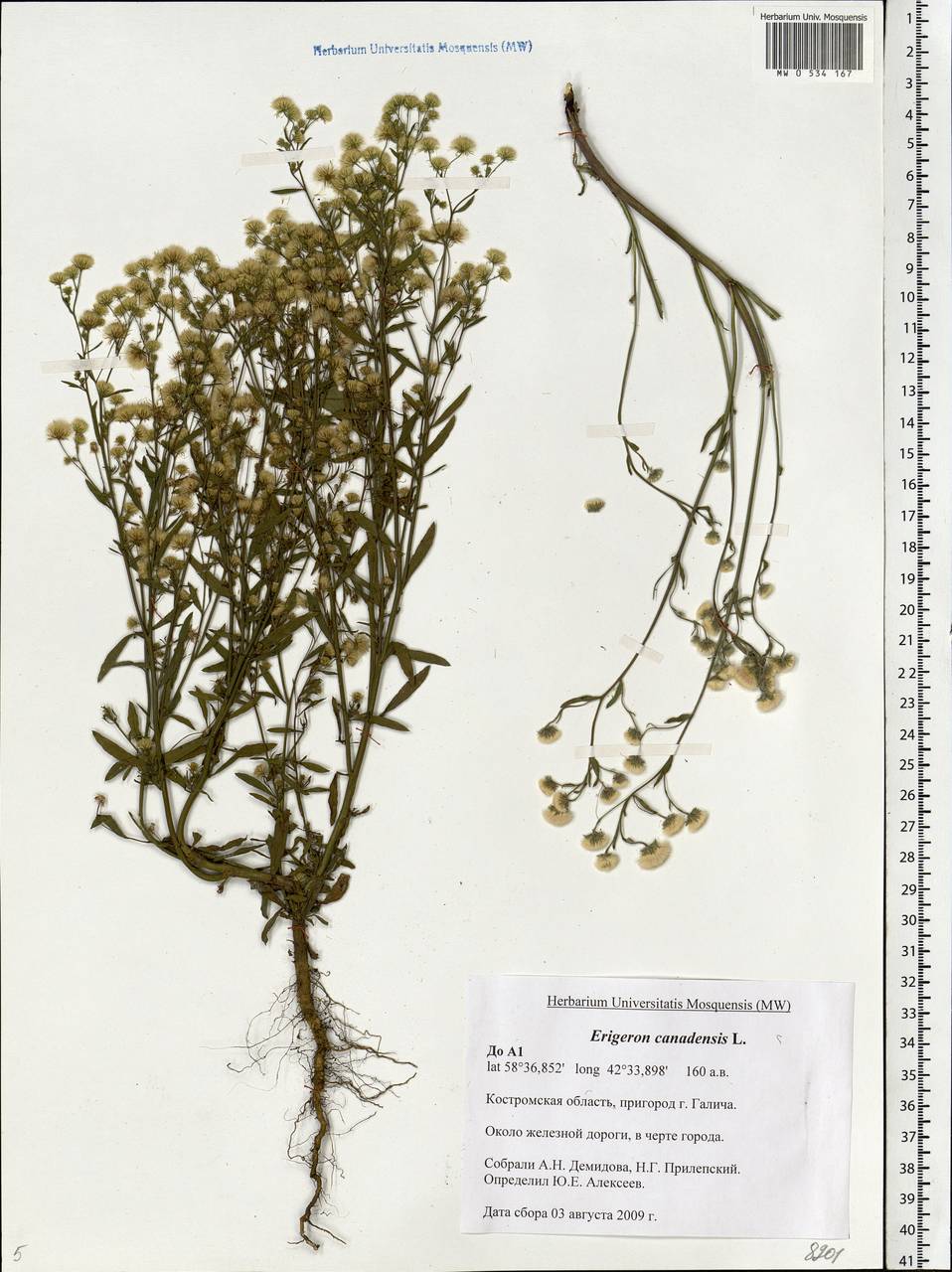 Erigeron canadensis L., Eastern Europe, Central forest region (E5) (Russia)