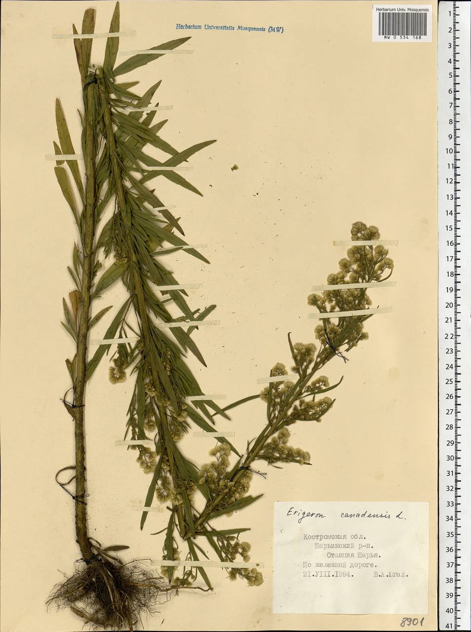 Erigeron canadensis L., Eastern Europe, Central forest region (E5) (Russia)