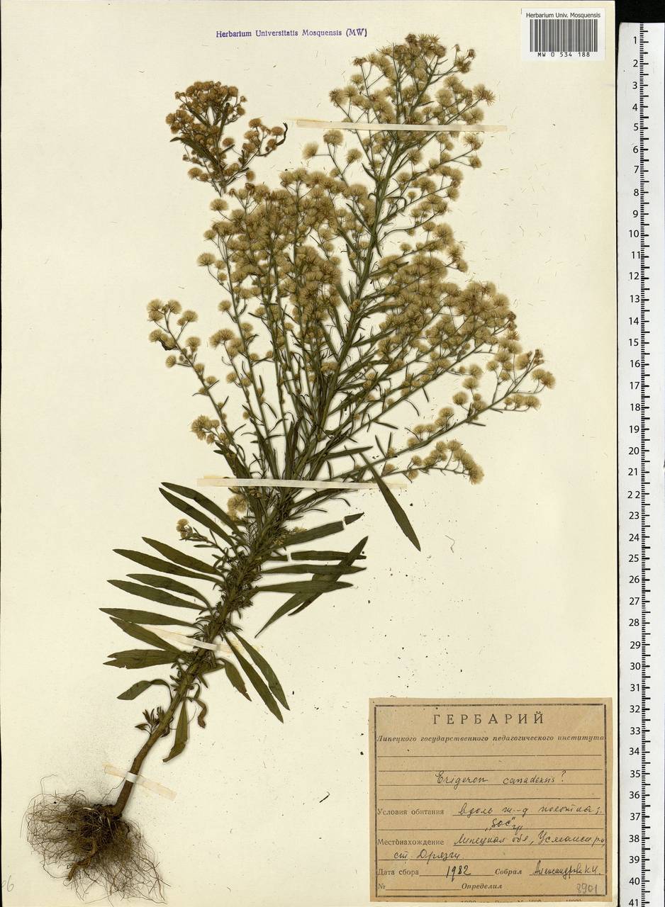 Erigeron canadensis L., Eastern Europe, Central forest-and-steppe region (E6) (Russia)