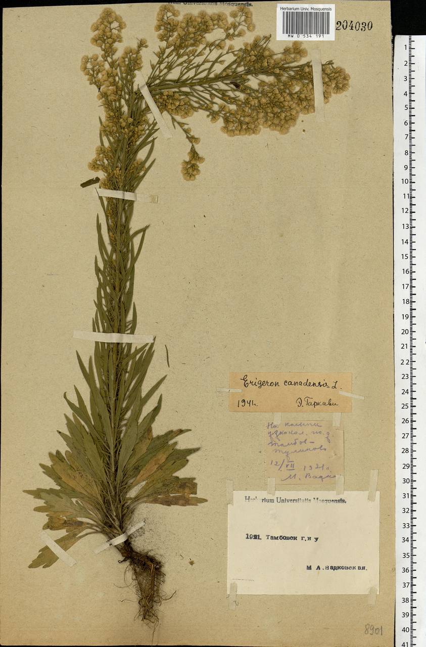 Erigeron canadensis L., Eastern Europe, Central forest-and-steppe region (E6) (Russia)