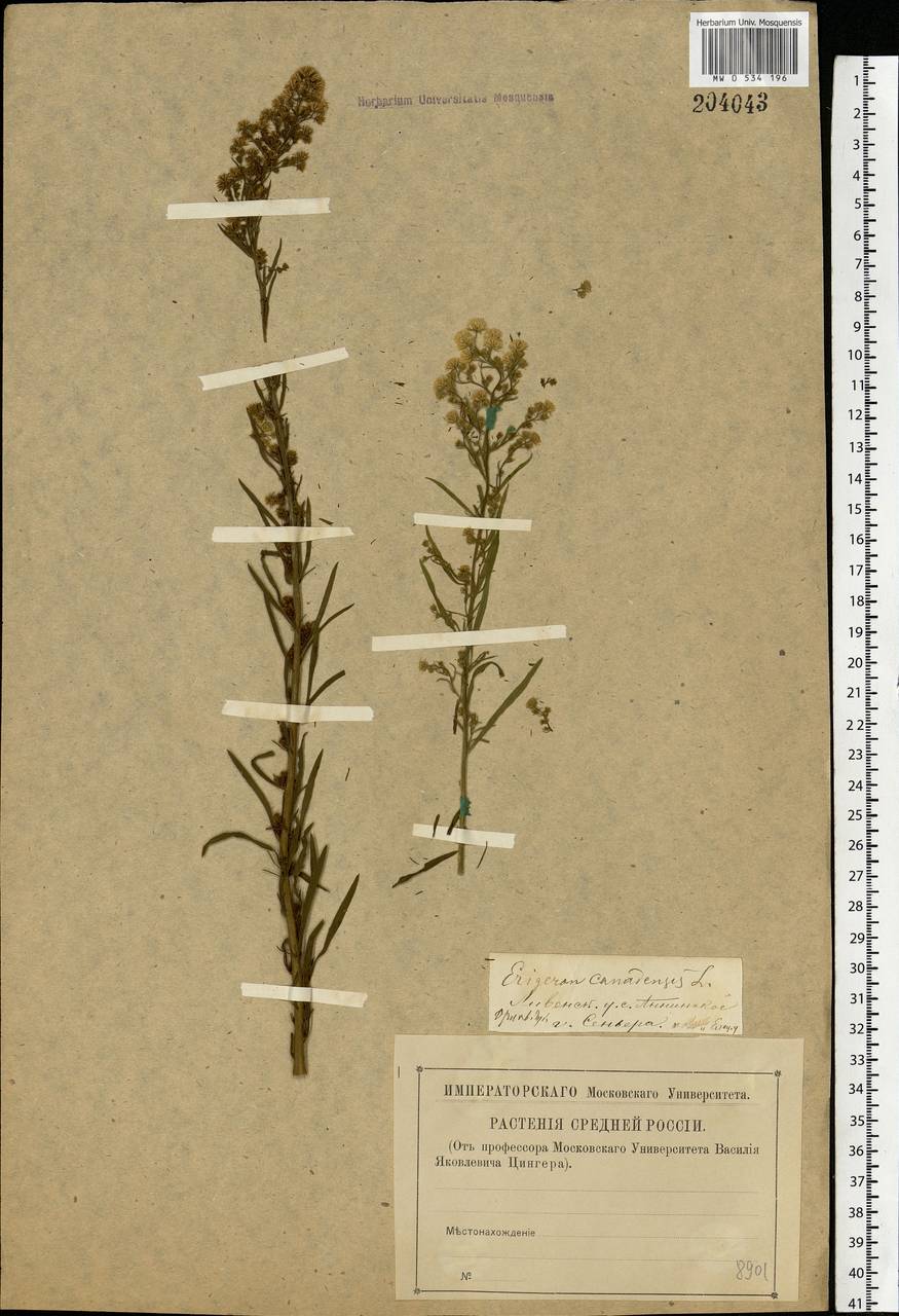 Erigeron canadensis L., Eastern Europe, Central forest-and-steppe region (E6) (Russia)