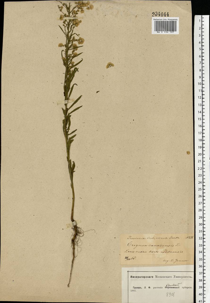 Erigeron canadensis L., Eastern Europe, Central forest-and-steppe region (E6) (Russia)