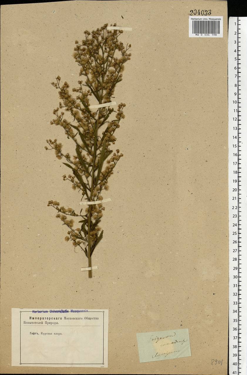 Erigeron canadensis L., Eastern Europe, Central forest-and-steppe region (E6) (Russia)