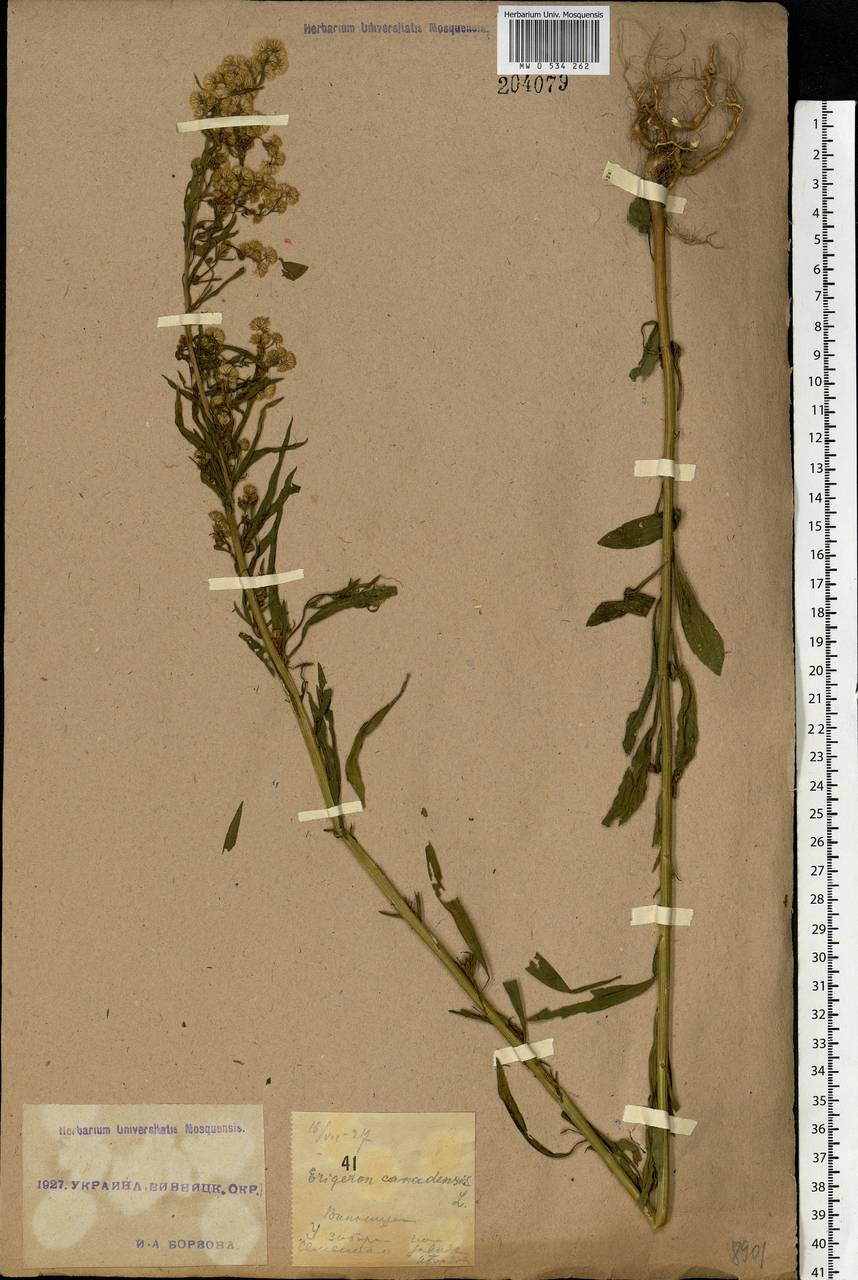 Erigeron canadensis L., Eastern Europe, South Ukrainian region (E12) (Ukraine)