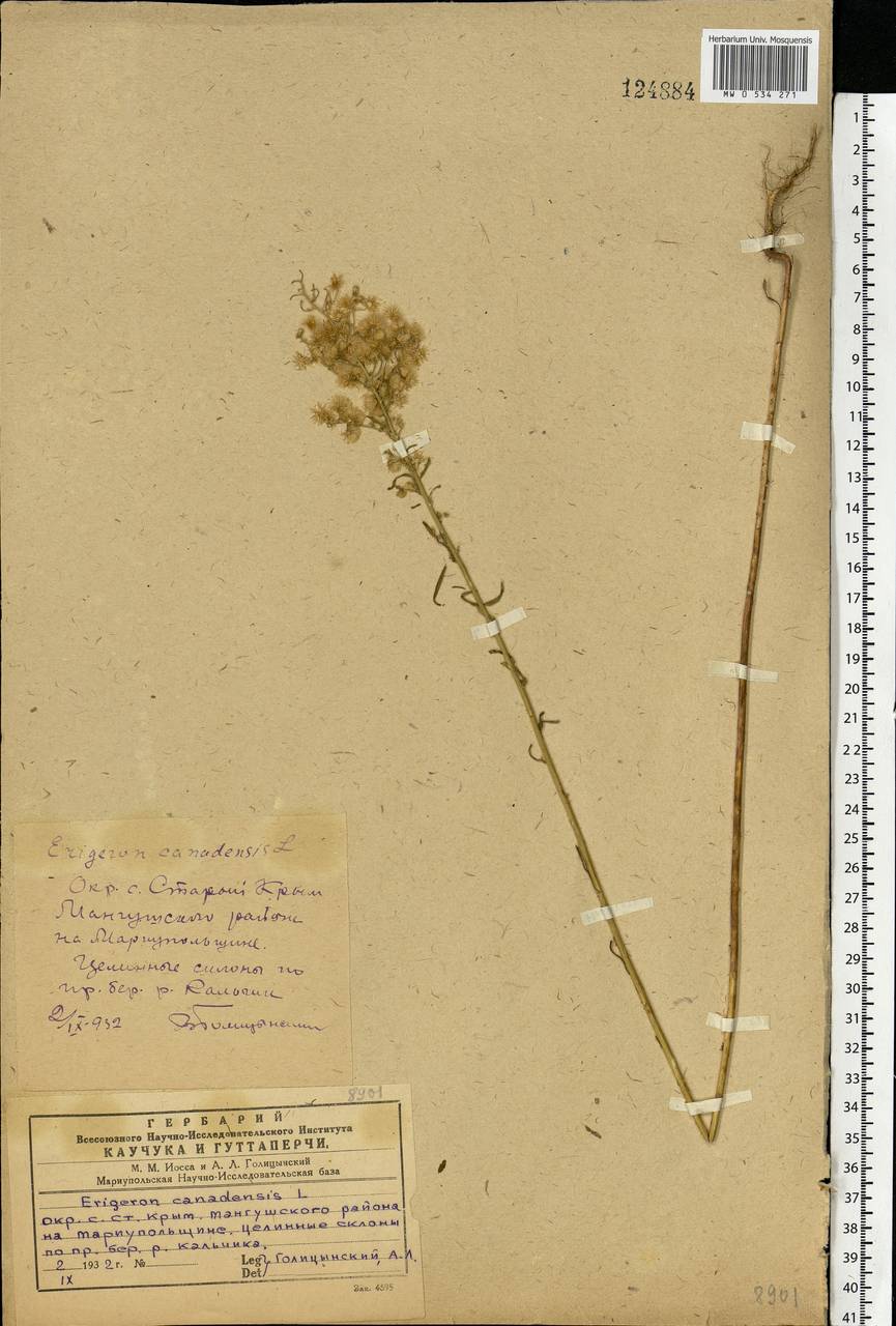 Erigeron canadensis L., Eastern Europe, South Ukrainian region (E12) (Ukraine)