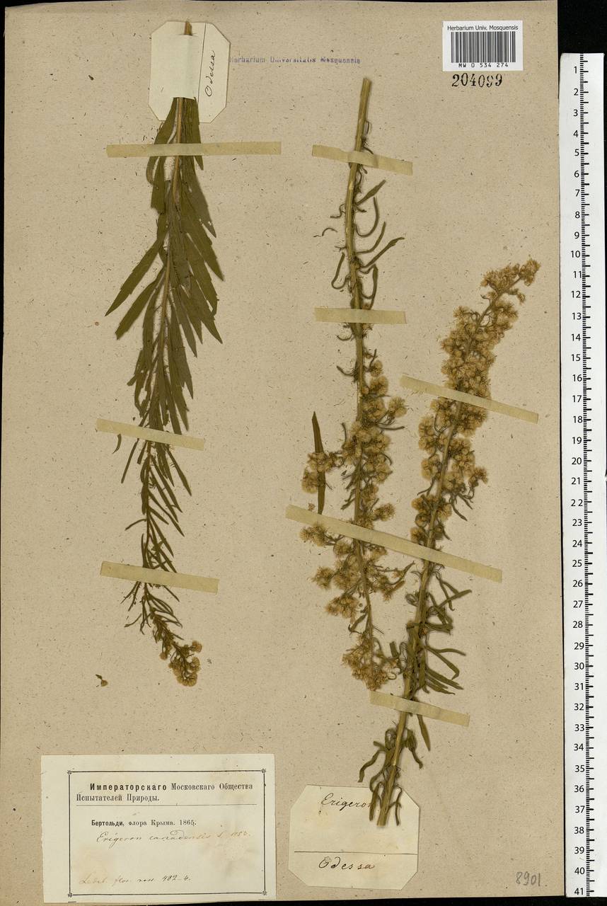 Erigeron canadensis L., Eastern Europe, South Ukrainian region (E12) (Ukraine)