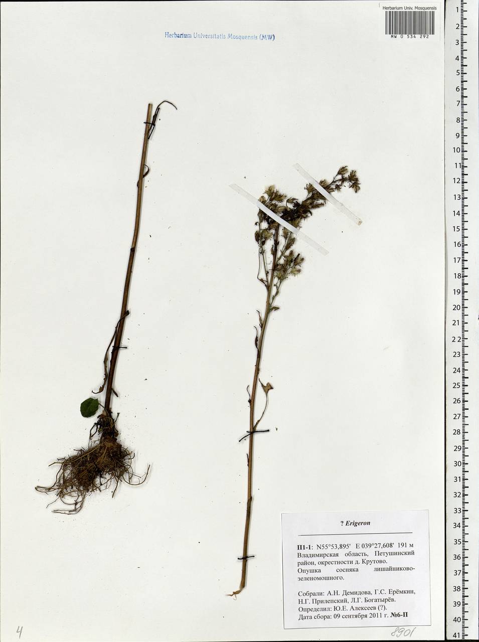 Erigeron, Eastern Europe, Central region (E4) (Russia)