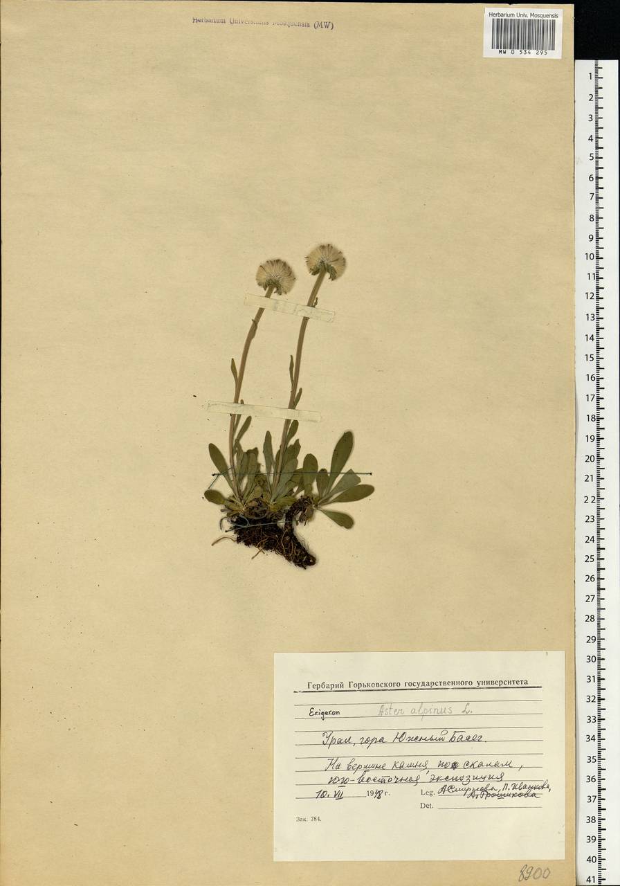 Aster alpinus L., Eastern Europe, Eastern region (E10) (Russia)