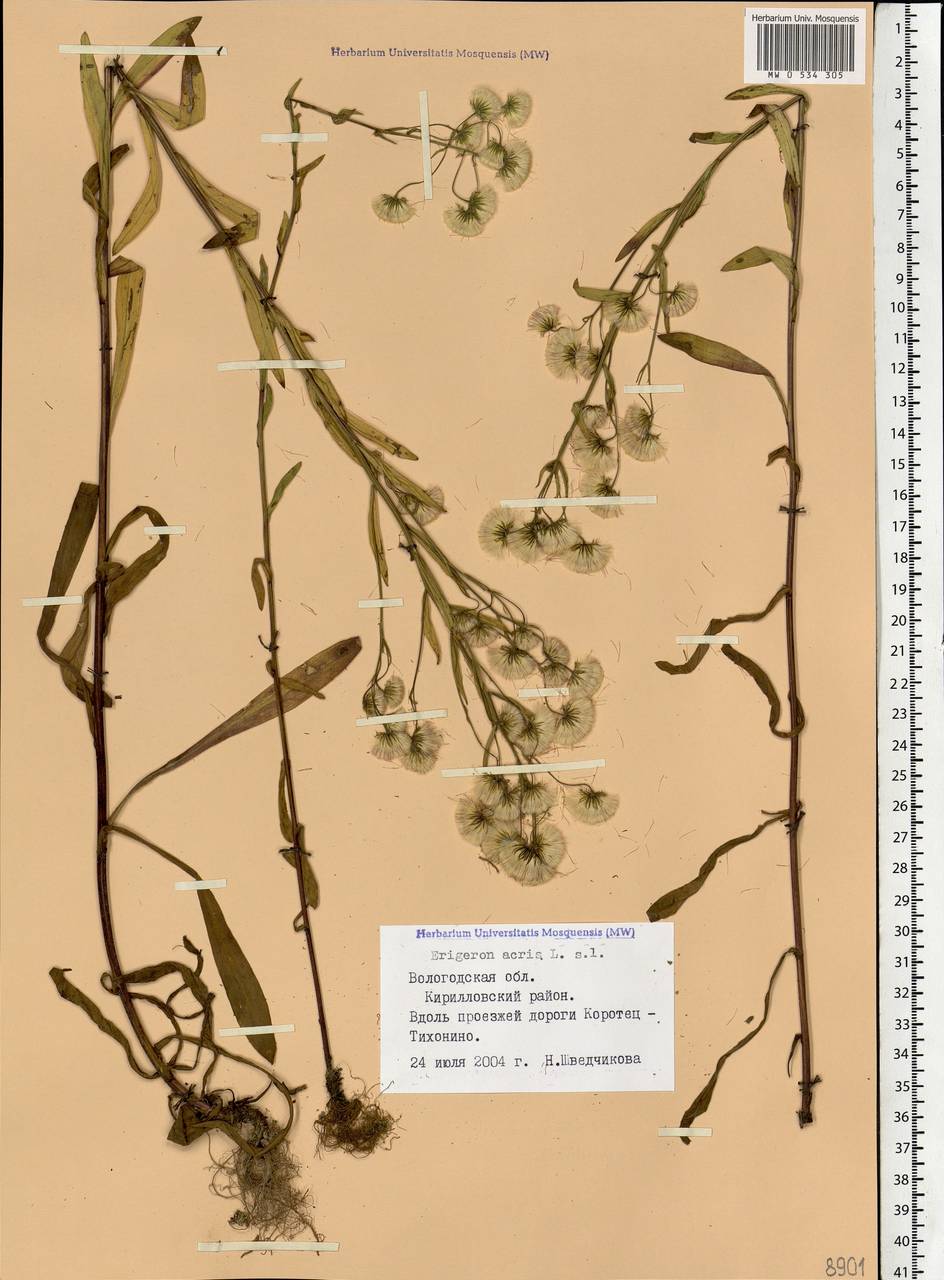 Erigeron acris L., Eastern Europe, Northern region (E1) (Russia)