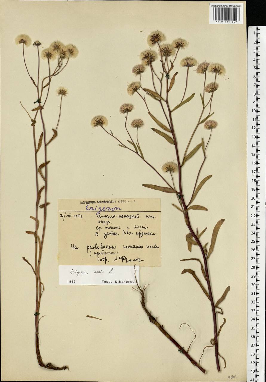 Erigeron acris L., Siberia, Western Siberia (S1) (Russia)