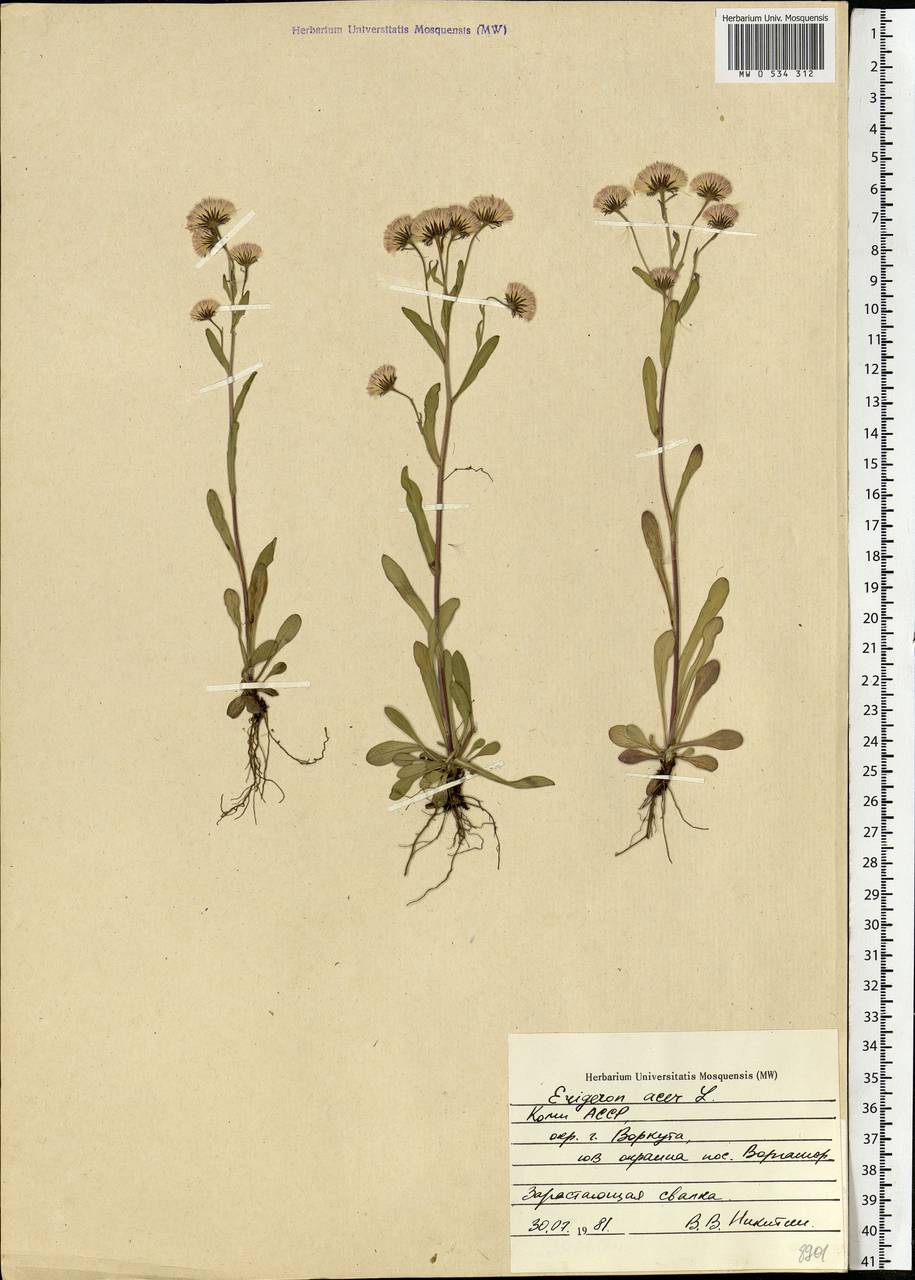 Erigeron acris L., Eastern Europe, Northern region (E1) (Russia)