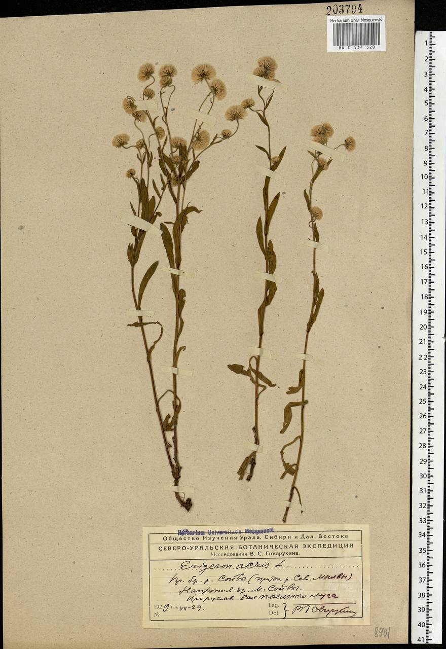 Erigeron acris L., Eastern Europe, Northern region (E1) (Russia)