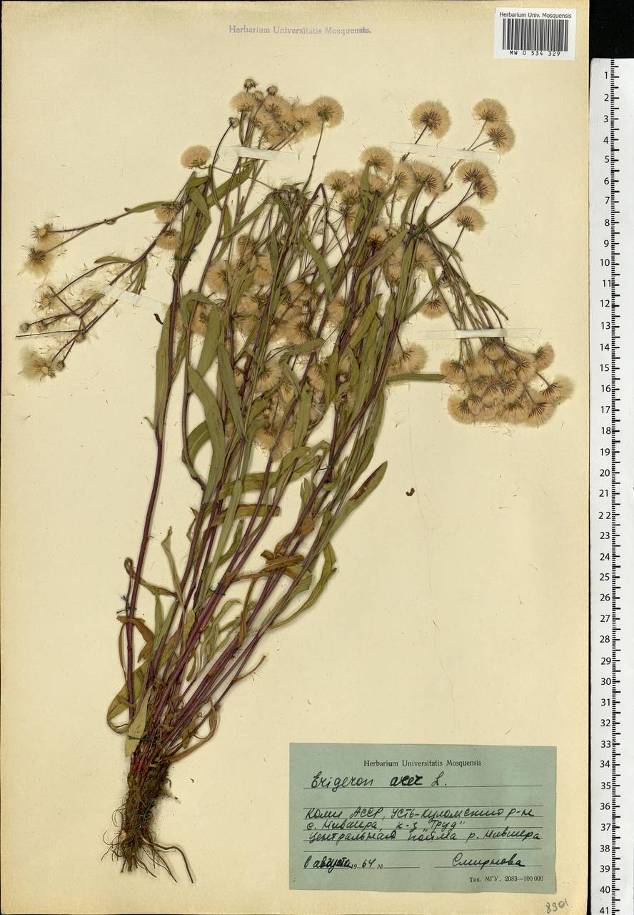 Erigeron acris L., Eastern Europe, Northern region (E1) (Russia)