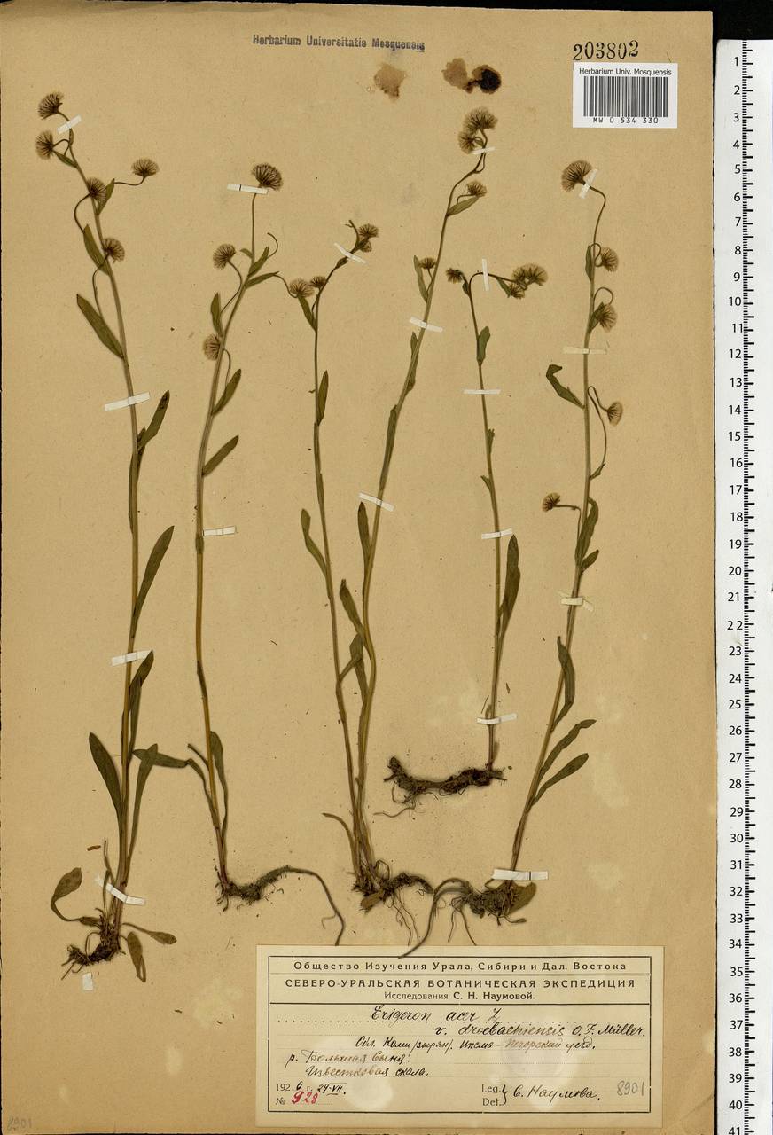 Erigeron acris L., Eastern Europe, Northern region (E1) (Russia)