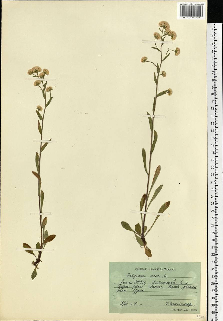 Erigeron acris L., Eastern Europe, Northern region (E1) (Russia)