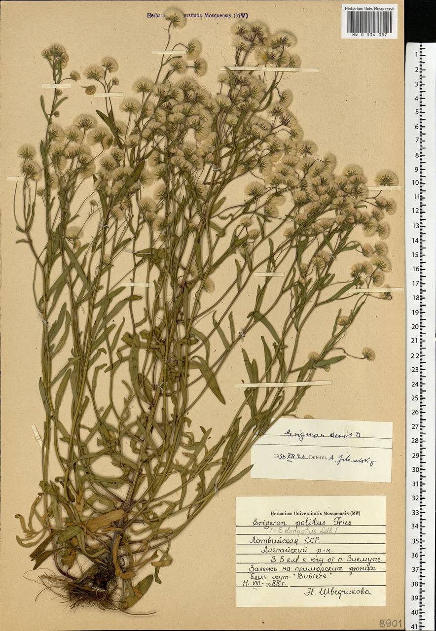 Erigeron acris L., Eastern Europe, Latvia (E2b) (Latvia)