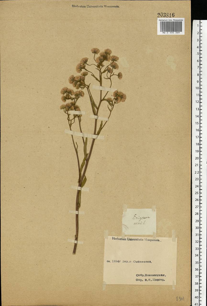 Erigeron acris L., Eastern Europe, Western region (E3) (Russia)