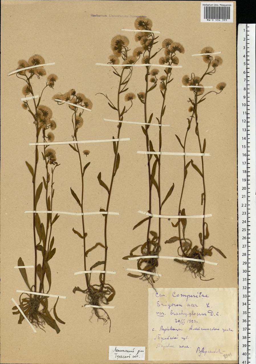 Erigeron acris L., Eastern Europe, Central region (E4) (Russia)