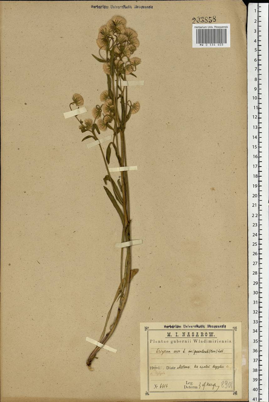 Erigeron acris L., Eastern Europe, Central region (E4) (Russia)