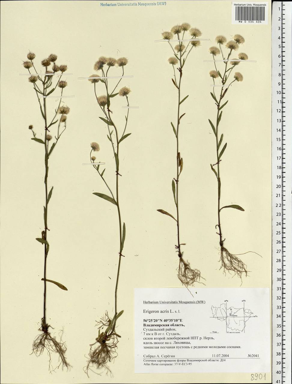 Erigeron acris L., Eastern Europe, Central region (E4) (Russia)