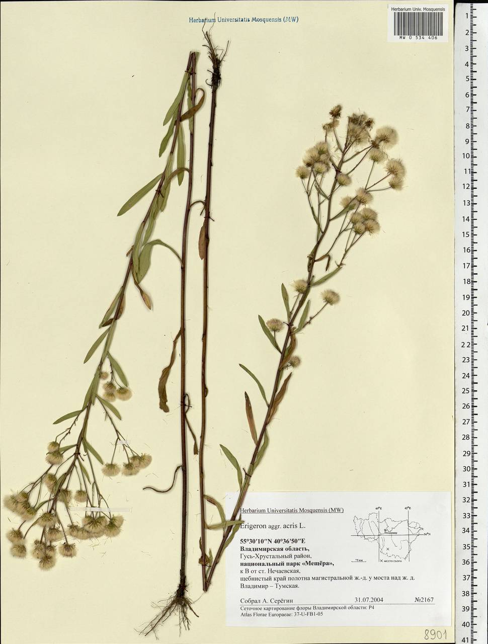 Erigeron acris L., Eastern Europe, Central region (E4) (Russia)