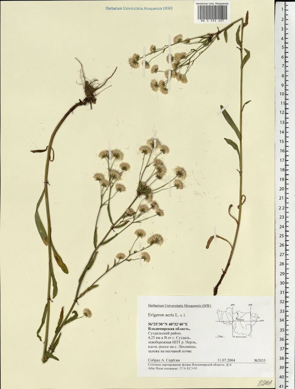 Erigeron acris L., Eastern Europe, Central region (E4) (Russia)