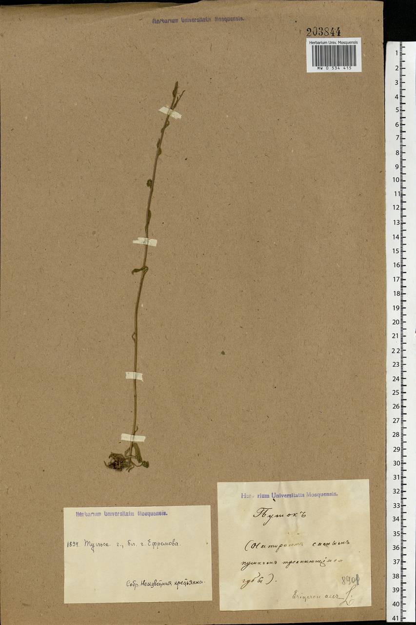 Erigeron acris L., Eastern Europe, Central region (E4) (Russia)