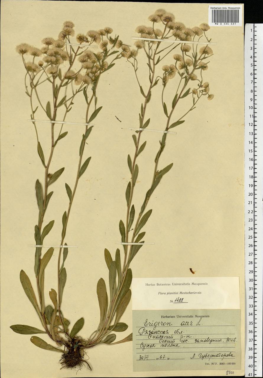 Erigeron acris L., Eastern Europe, Central region (E4) (Russia)