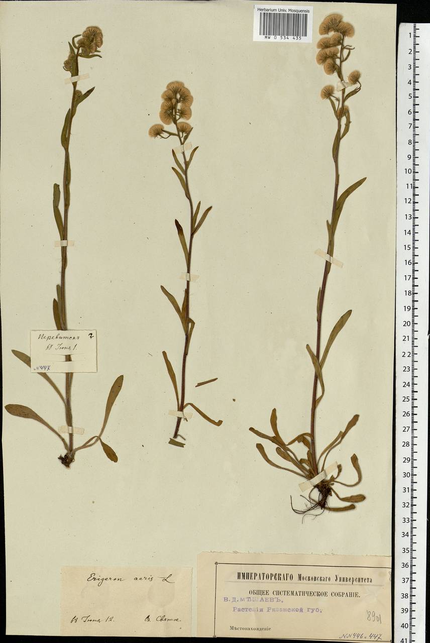 Erigeron acris L., Eastern Europe, Central region (E4) (Russia)