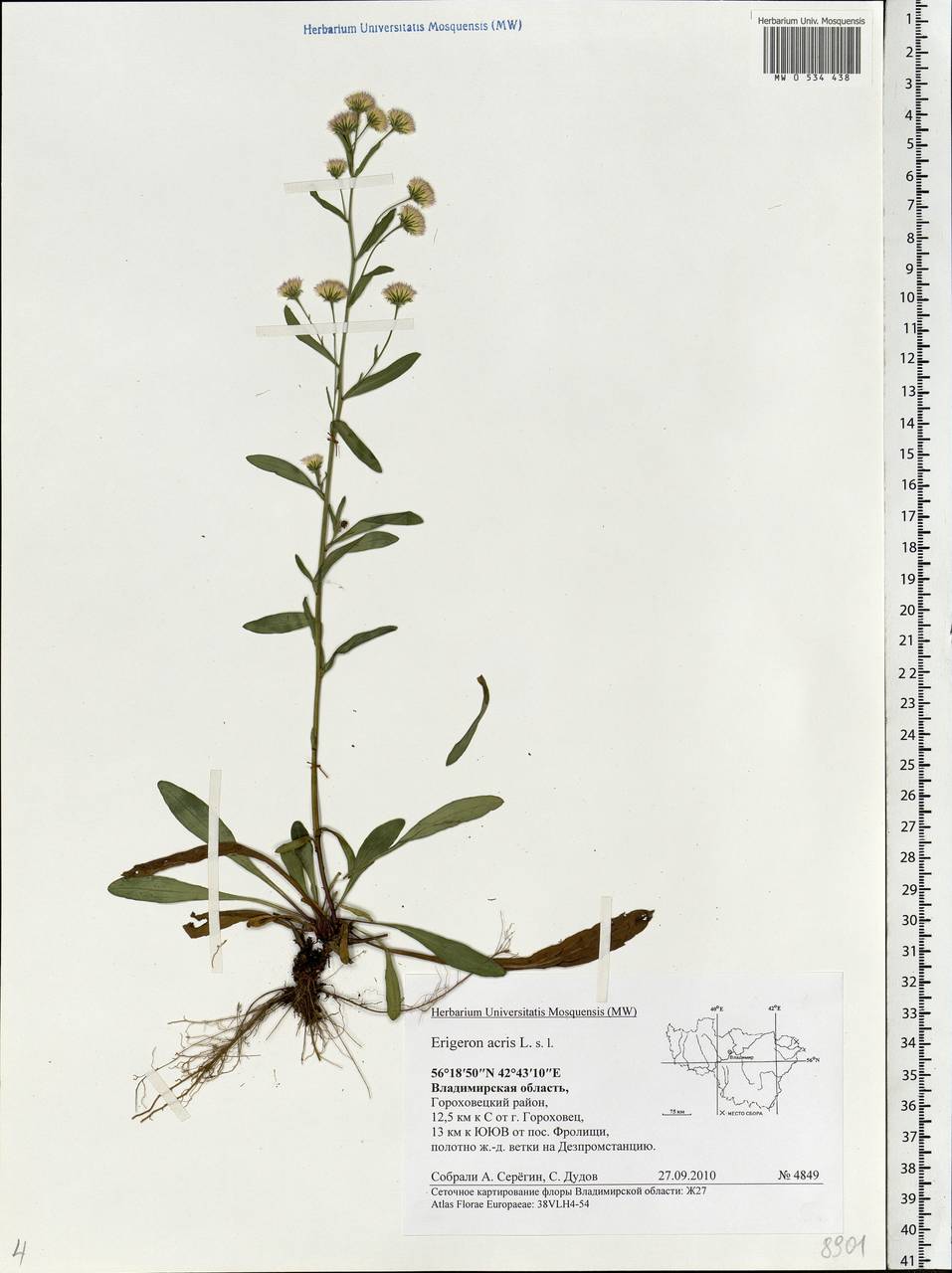 Erigeron acris L., Eastern Europe, Central region (E4) (Russia)