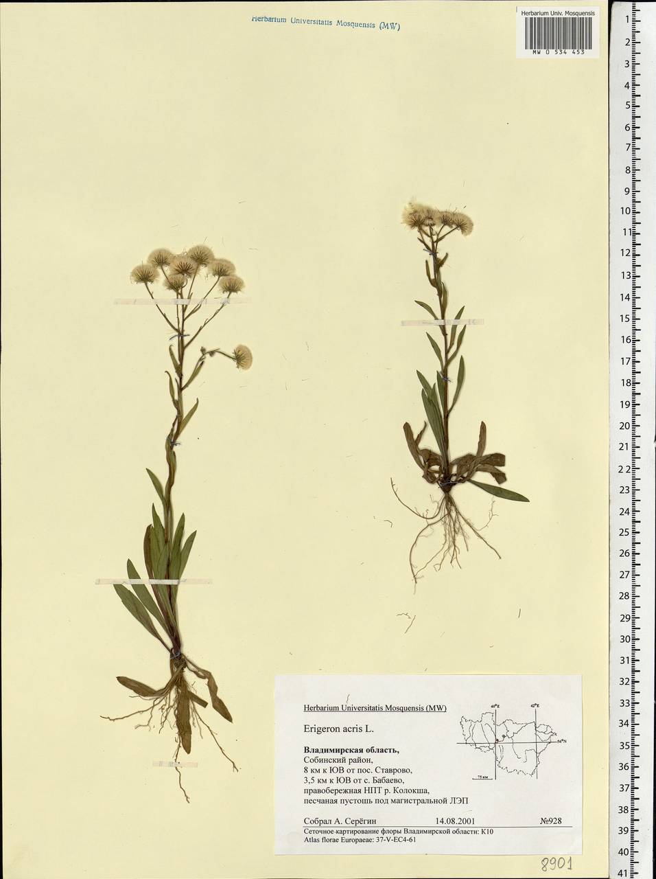 Erigeron acris L., Eastern Europe, Central region (E4) (Russia)