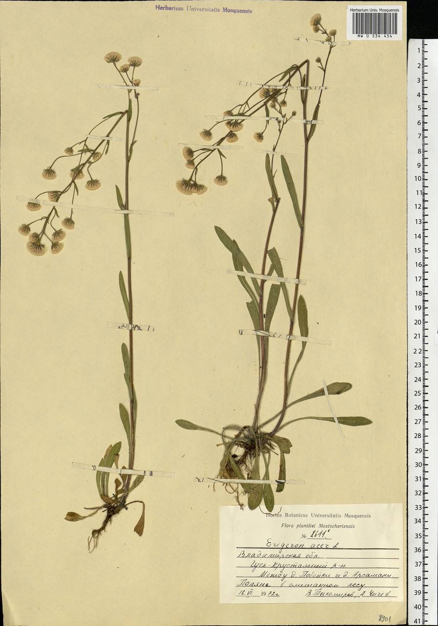 Erigeron acris L., Eastern Europe, Central region (E4) (Russia)