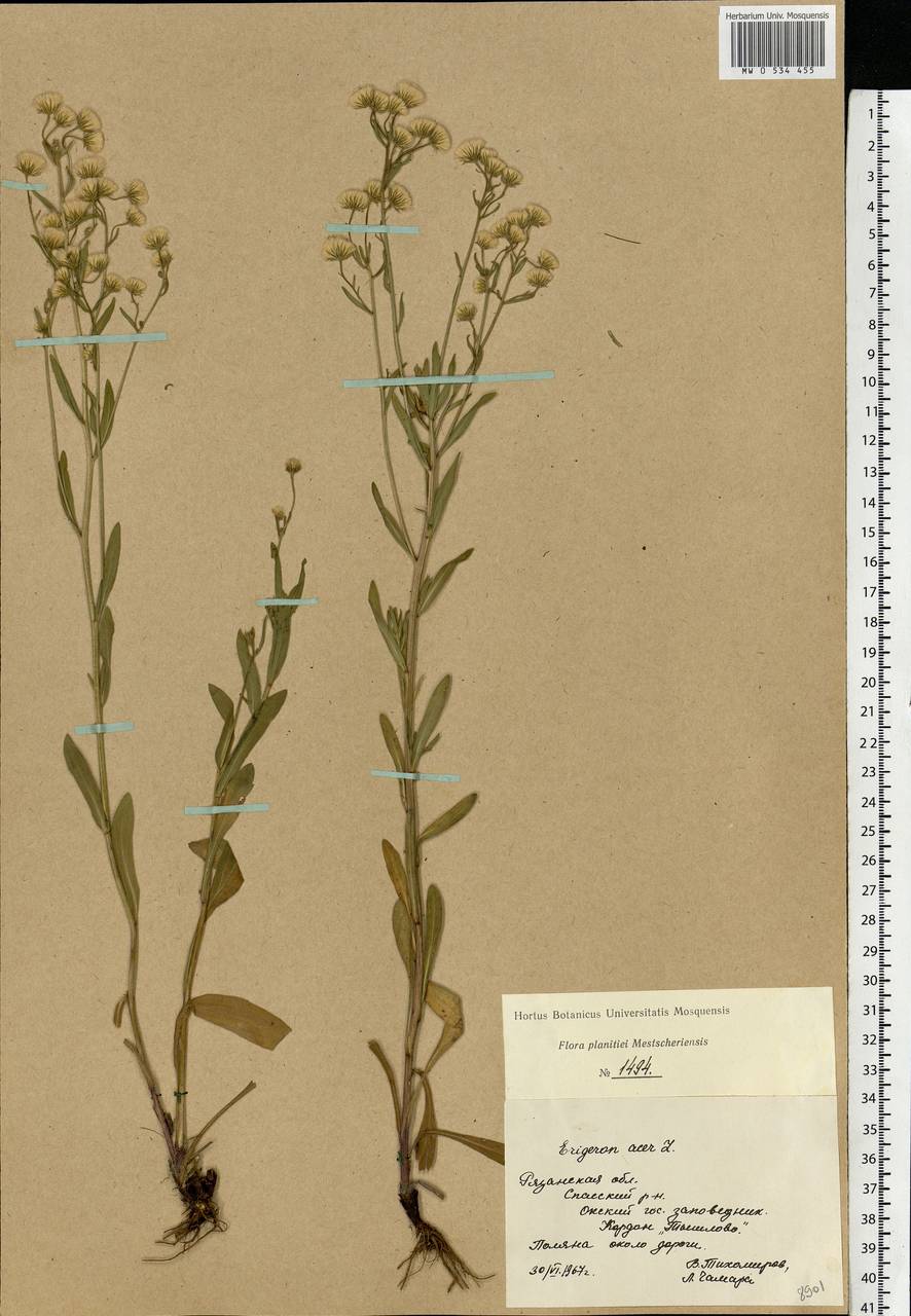 Erigeron acris L., Eastern Europe, Central region (E4) (Russia)