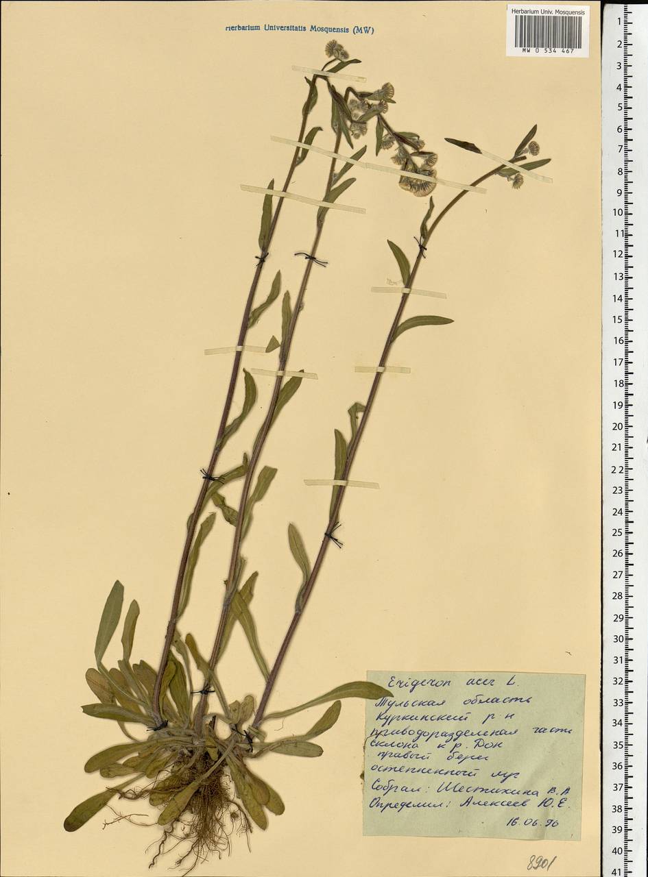 Erigeron acris L., Eastern Europe, Central region (E4) (Russia)