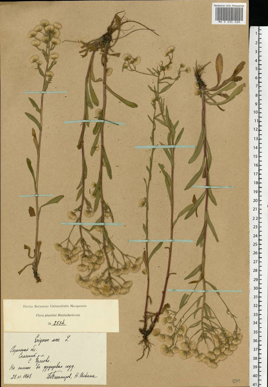 Erigeron acris L., Eastern Europe, Central region (E4) (Russia)